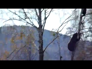 an ordinary day in russia... a bear catches a man in a tree,